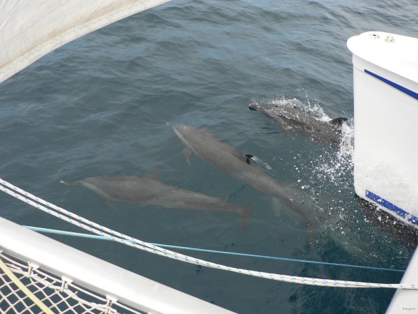 24- Accueil des dauphins en Colombie 